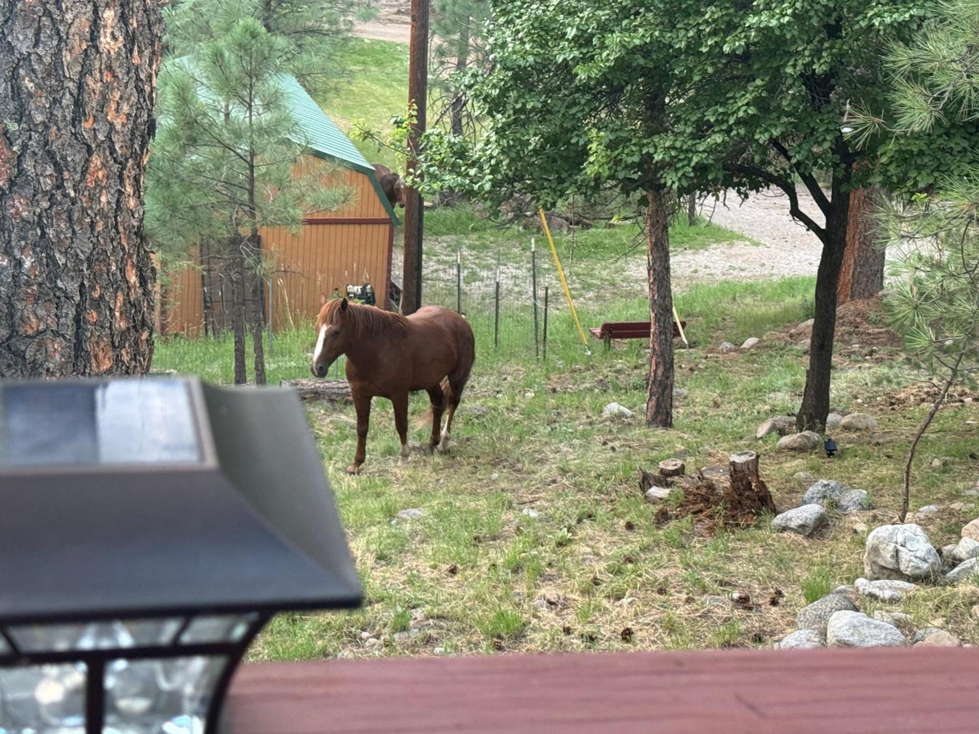 Gonzales Cozy Little Bear Cabin Ruidoso Exterior foto