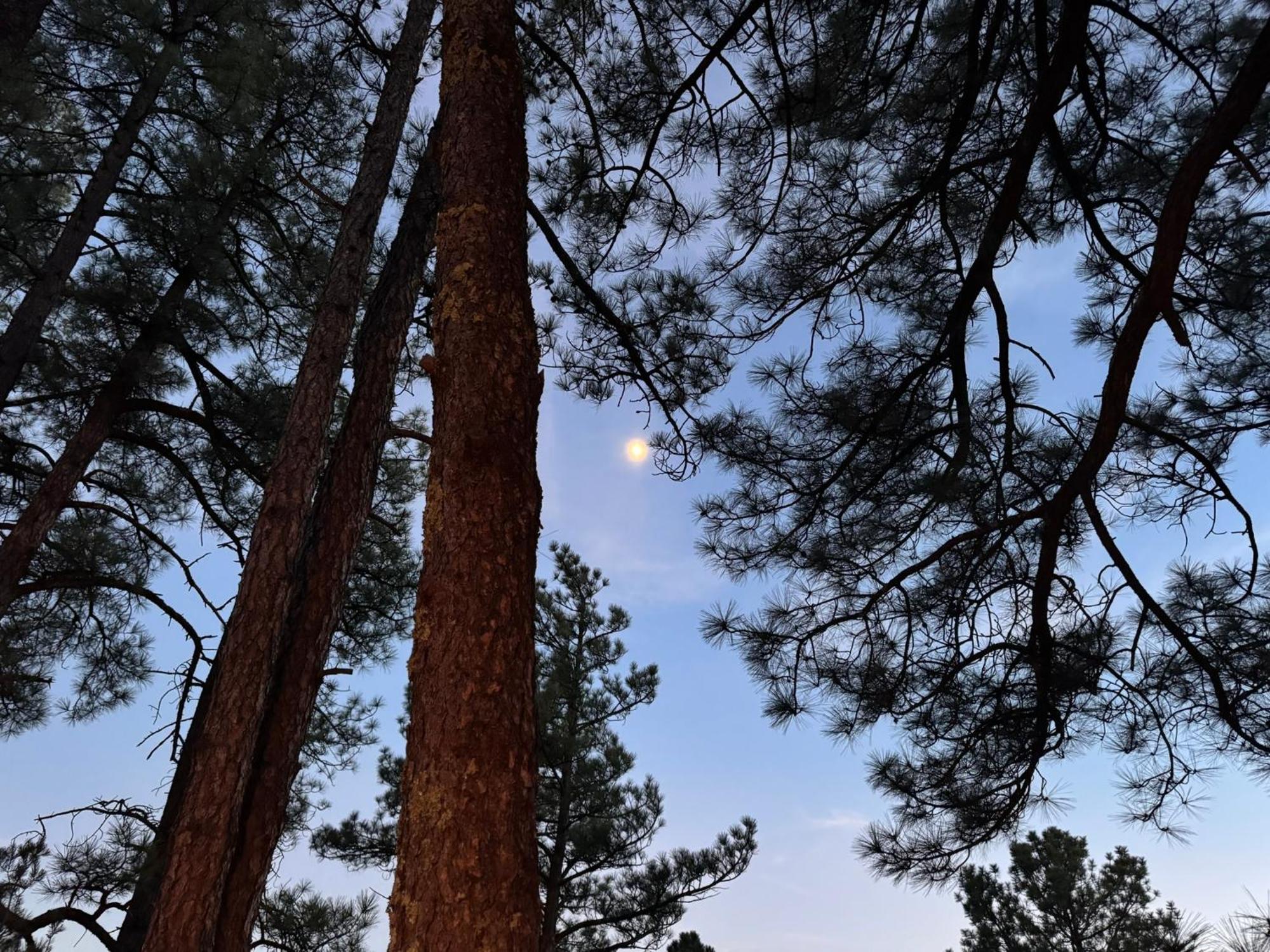 Gonzales Cozy Little Bear Cabin Ruidoso Exterior foto