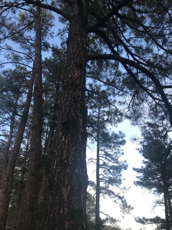 Gonzales Cozy Little Bear Cabin Ruidoso Exterior foto
